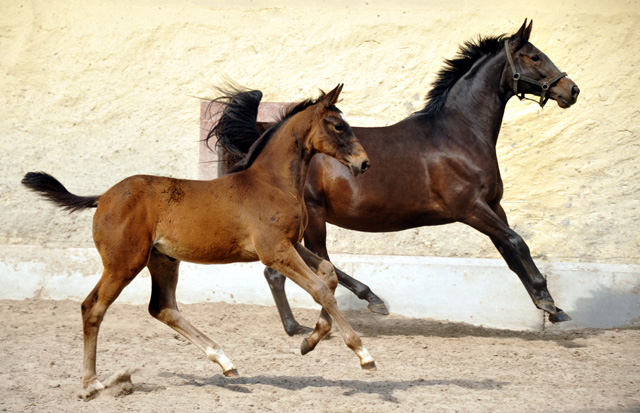 Stutfohlen von Kostolany u.d. Pr.A. Kaiserspiel v. Exclusiv - Foto: Beate Langels - Trakehner Gestt Hmelschenburg