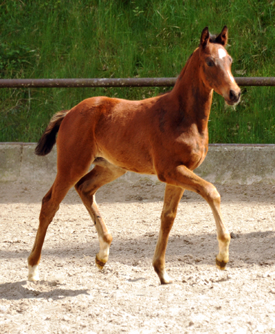 Hengstfohlen v. Summertime u.d. Klassic v. Freudenfest u.d. Kassuben v. Enrico Caruso