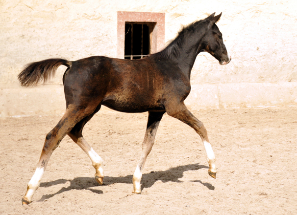 Hengstfohlen von De Niro u.d. Schwalbendiva von Totilas - Foto: Beate Langels - Trakehner Gestt Hmelschenburg