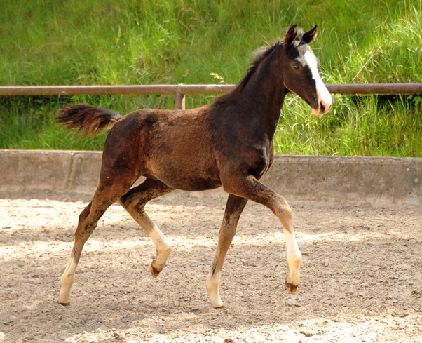 Hengstfohlen von De Niro u.d. Schwalbendiva von Totilas - Foto: Beate Langels - Trakehner Gestt Hmelschenburg