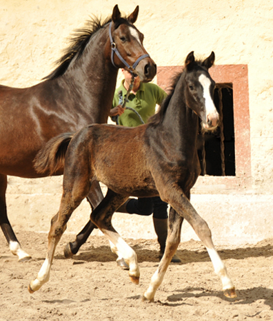Hengstfohlen von De Niro u.d. Schwalbendiva von Totilas - Foto: Beate Langels - Trakehner Gestt Hmelschenburg
