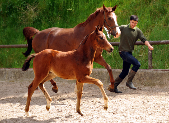 Hengstfohlen v. Summertime u.d. Klassic v. Freudenfest u.d. Kassuben v. Enrico Caruso