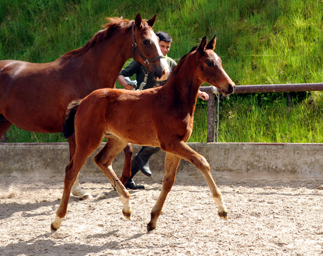 Hengstfohlen v. Summertime u.d. Klassic v. Freudenfest u.d. Kassuben v. Enrico Caruso