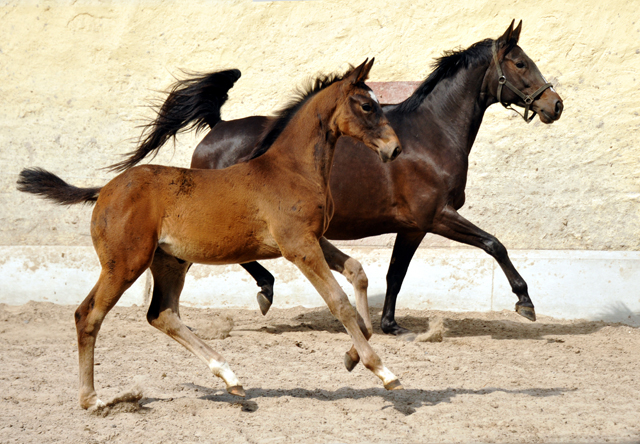 Stutfohlen von Kostolany u.d. Pr.A. Kaiserspiel v. Exclusiv - Foto: Beate Langels - Trakehner Gestt Hmelschenburg