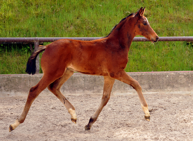 Hengstfohlen v. Summertime u.d. Klassic v. Freudenfest u.d. Kassuben v. Enrico Caruso
