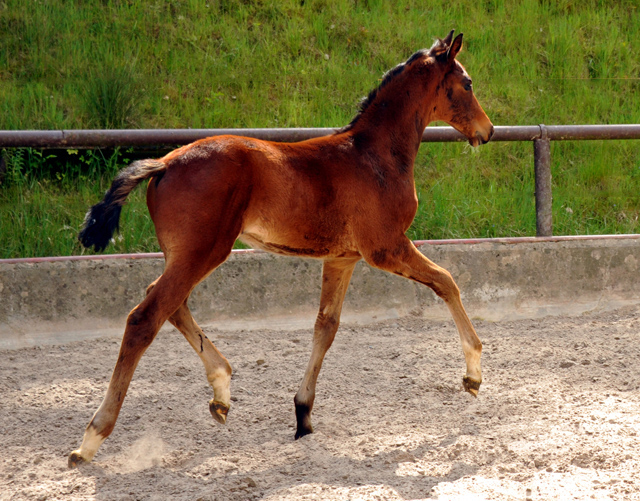 Hengstfohlen v. Summertime u.d. Klassic v. Freudenfest u.d. Kassuben v. Enrico Caruso
