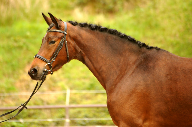 Klassic Touch v. Oliver Twist u.d. Klassic v. Freudenfest - Gestt Hmelschenburg am 19. Mai 2016