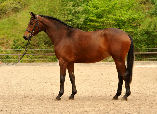 Klassic Touch v. Oliver Twist u.d. Klassic v. Freudenfest - Gestt Hmelschenburg am 19. Mai 2016