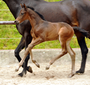 Hengstfohlen von Saint Cyr x King Arthur - Foto Beate Langels