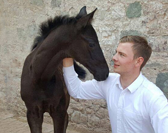 Trs Chic von Schwarzgold - Trakehner Gestt Hmelschenburg - Foto: Beate Langels