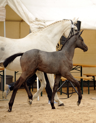 Trakehner Stutfohlen von Saint Cyr u.d. PrSt. Itanga v. Angard - Helianthus - Foto: Beate Langels