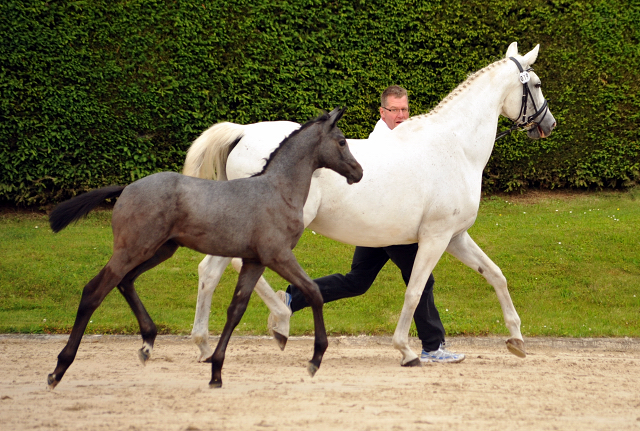 Trakehner Stutfohlen von Saint Cyr u.d. PrSt. Itanga v. Angard - Helianthus - Foto: Beate Langels