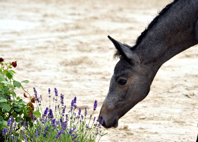 Trakehner Stutfohlen von Saint Cyr u.d. PrSt. Itanga v. Angard - Helianthus - Foto: Beate Langels