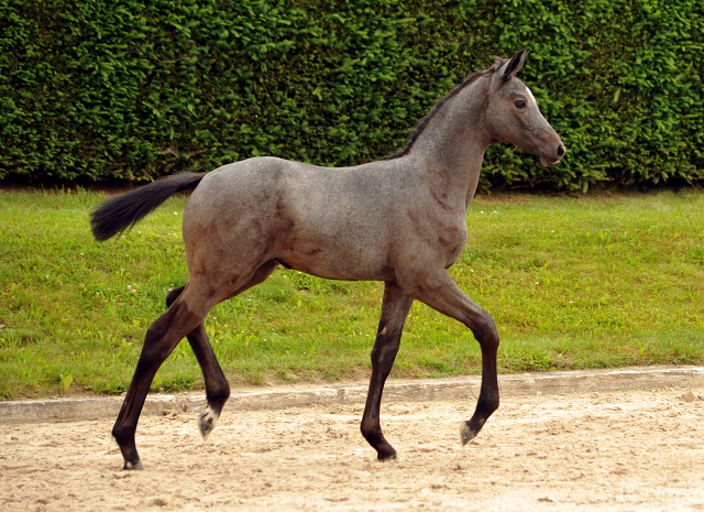 Trakehner Stutfohlen von Saint Cyr u.d. PrSt. Itanga v. Angard - Helianthus - Foto: Beate Langels