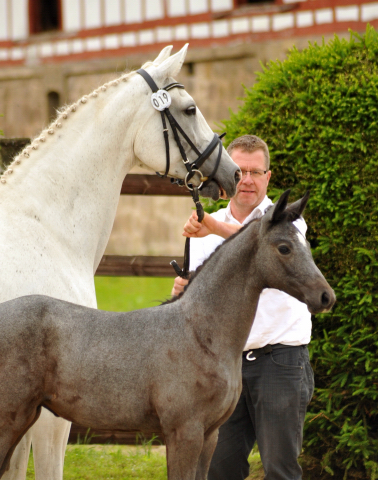 Trakehner Stutfohlen von Saint Cyr u.d. PrSt. Itanga v. Angard - Helianthus - Foto: Beate Langels
