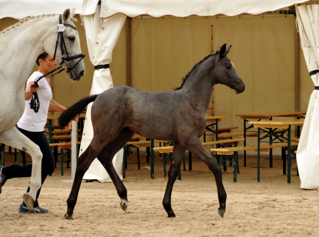 Trakehner Stutfohlen von Saint Cyr u.d. PrSt. Itanga v. Angard - Helianthus - Foto: Beate Langels