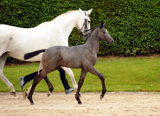 Trakehner Stutfohlen von Saint Cyr u.d. PrSt. Itanga v. Angard - Helianthus - Foto: Beate Langels