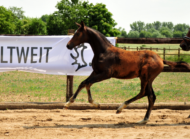 Trakehner Filly by Karakallis out of Val de Vienne by Exclusiv - Foto  Beate Langels