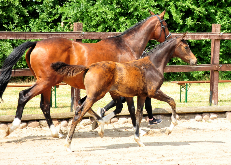 Trakehner Filly by Karakallis out of Val de Vienne by Exclusiv - Foto  Beate Langels