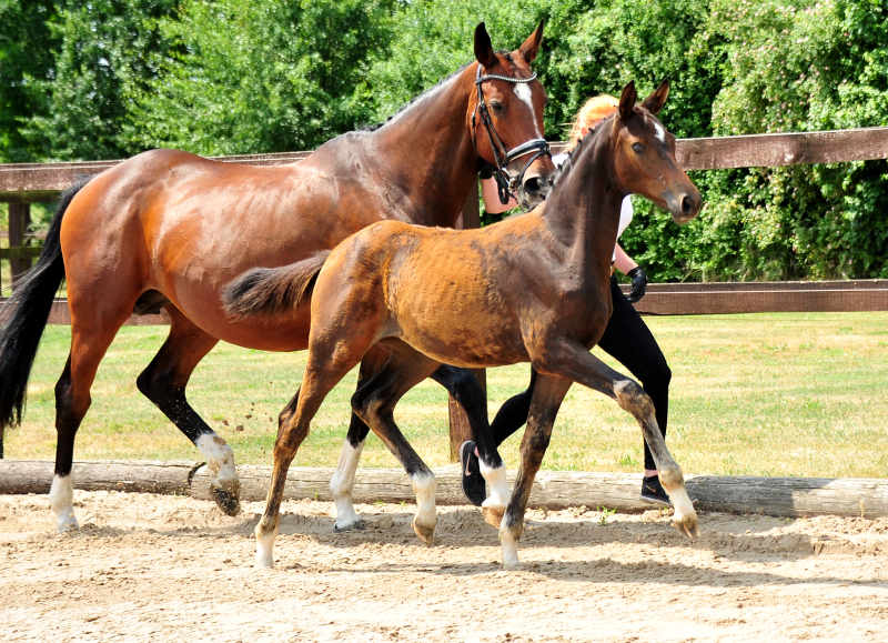 Trakehner Filly by Karakallis out of Val de Vienne by Exclusiv - Foto  Beate Langels