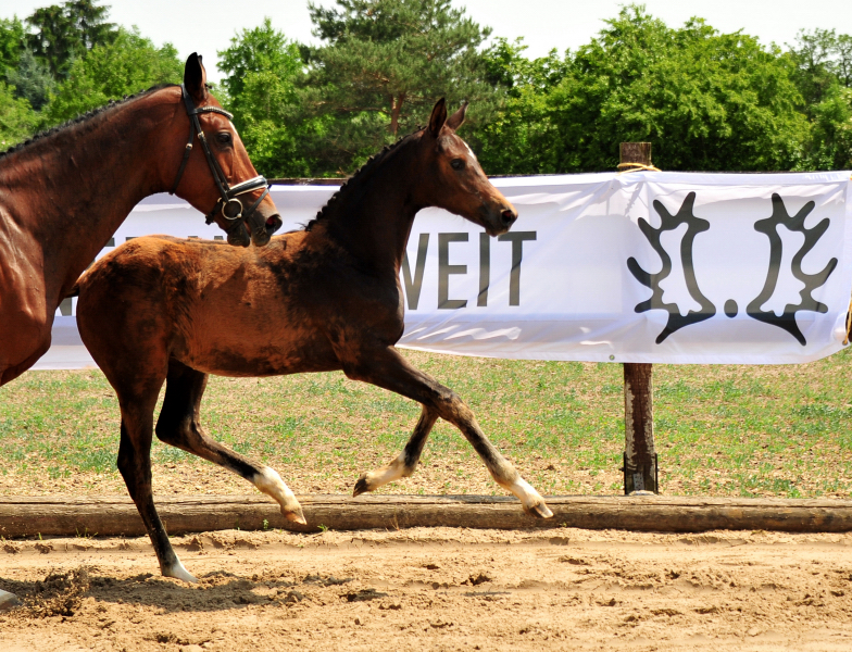 Trakehner Filly by Karakallis out of Val de Vienne by Exclusiv - Foto  Beate Langels