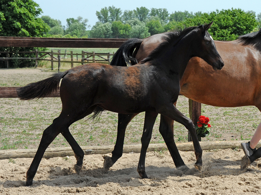 Juni 2022 - Trakehner Gestt Hmelschenburg  - Foto: Beate Langels