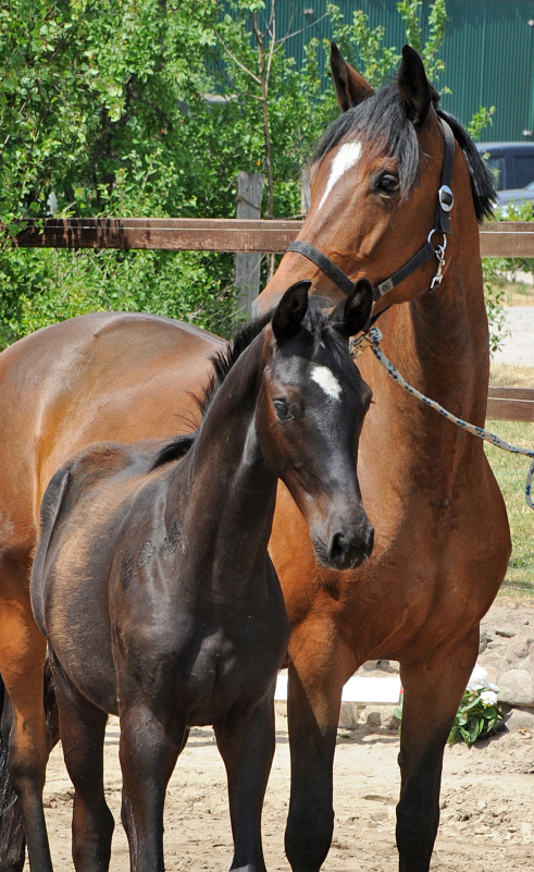 Juni 2022 - Trakehner Gestt Hmelschenburg  - Foto: Beate Langels