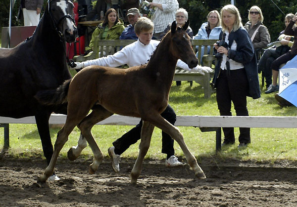 Hengstfohlen von Symont u.d. Sankt Helena v. Alter Fritz, Foto: Beate Langels Gestt Hmelschenburg