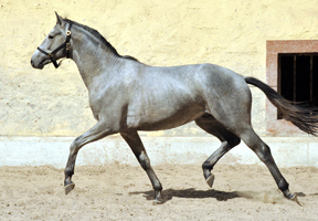 2jhriger Trakehner von Hofrat x Herzzauber - Trakehner Gestt Hmelschenburg - Foto: Beate Langels