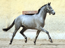 2jhriger Trakehner von Hofrat x Herzzauber - Trakehner Gestt Hmelschenburg - Foto: Beate Langels