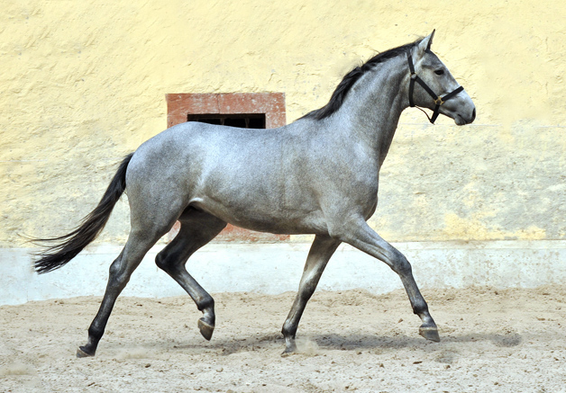 2jhriger Trakehner von Hofrat x Herzzauber - Trakehner Gestt Hmelschenburg - Foto: Beate Langels