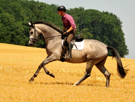 Tea Cup v. Exclusiv u.d. Teatime v. Summertime - Foto. Beate Langels Gestt Hmelschenburg