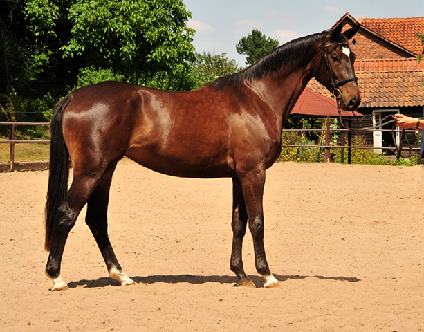 Kaiserherz - Trakehner Gestt Hmelschenburg - 19. Juli 2018 - Foto: Beate Langels