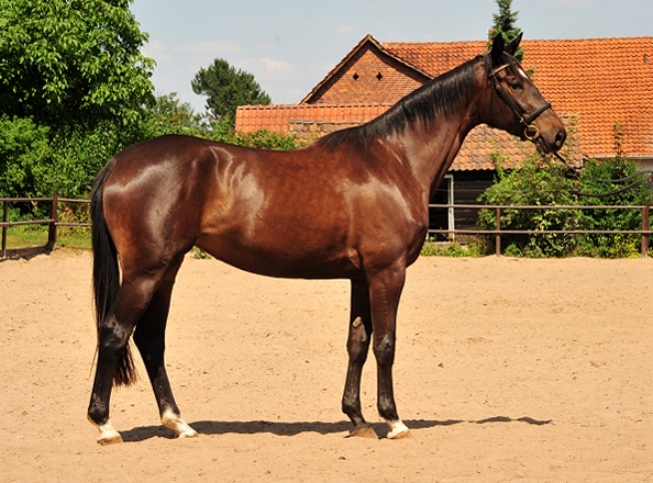 Kaiserherz - Trakehner Gestt Hmelschenburg - 19. Juli 2018 - Foto: Beate Langels