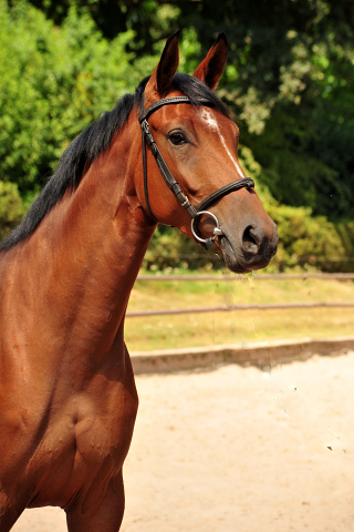 Barinja Oldenburger Stute von Oliver Twist u.d. Beloved v. Kostolany - Foto: Beate Langels - Trakehner Gestt Hmelschenburg