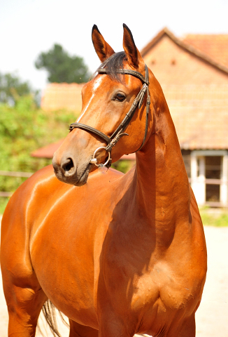 Barinja - Oldenburger Stute von Oliver Twist u.d. Beloved v. Kostolany - Foto: Beate Langels - Trakehner Gestt Hmelschenburg