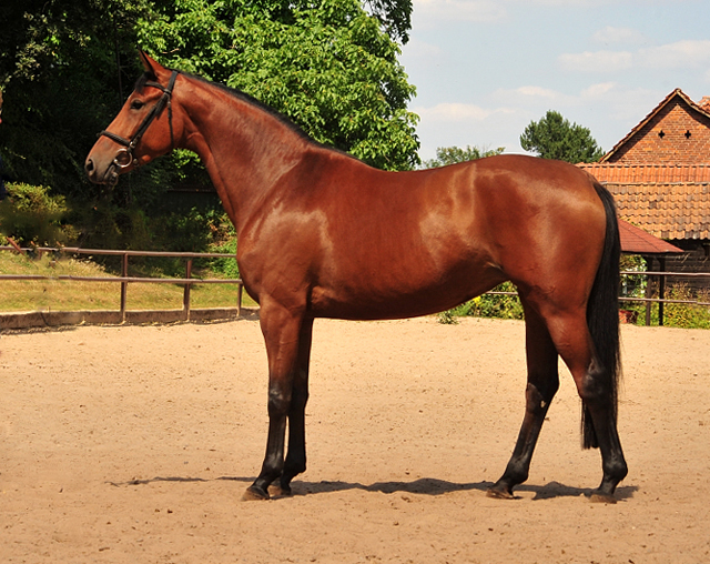 Barinja Oldenburger Stute von Oliver Twist u.d. Beloved v. Kostolany - Foto: Beate Langels - Trakehner Gestt Hmelschenburg