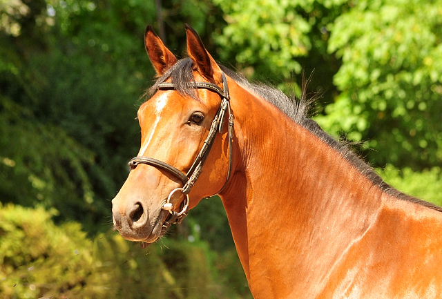 Barinja Oldenburger Stute von Oliver Twist u.d. Beloved v. Kostolany - Foto: Beate Langels - Trakehner Gestt Hmelschenburg