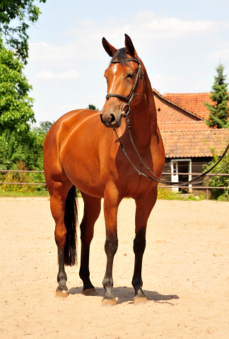 Barinja Oldenburger Stute von Oliver Twist u.d. Beloved v. Kostolany - Foto: Beate Langels - Trakehner Gestt Hmelschenburg