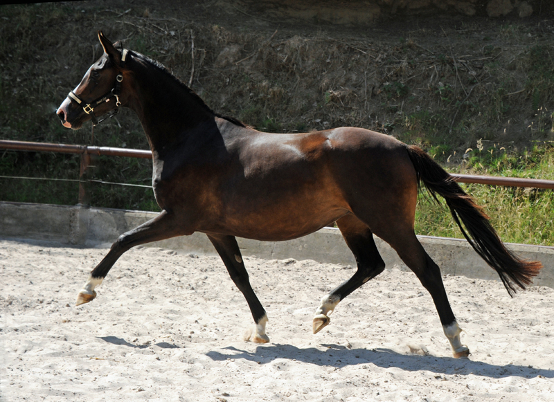 Juli 2022 - Trakehner Gestt Hmelschenburg  - Foto: Beate Langels