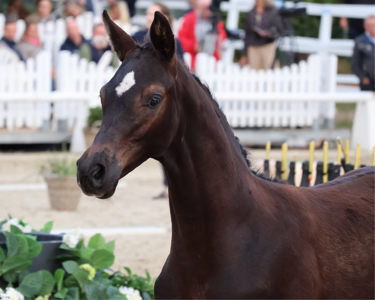 Gysell v. Times Square u.d. Pr.u.St.Pr.St. Gabbana v. High Motion - Trakehner Gest�t H�melschenburg - Foto Sabine Beyer