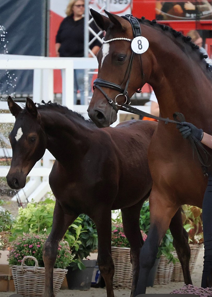 Gysell v. Times Square u.d. Pr.u.St.Pr.St. Gabbana v. High Motion - Trakehner Gest�t H�melschenburg - Foto Sabine Beyer