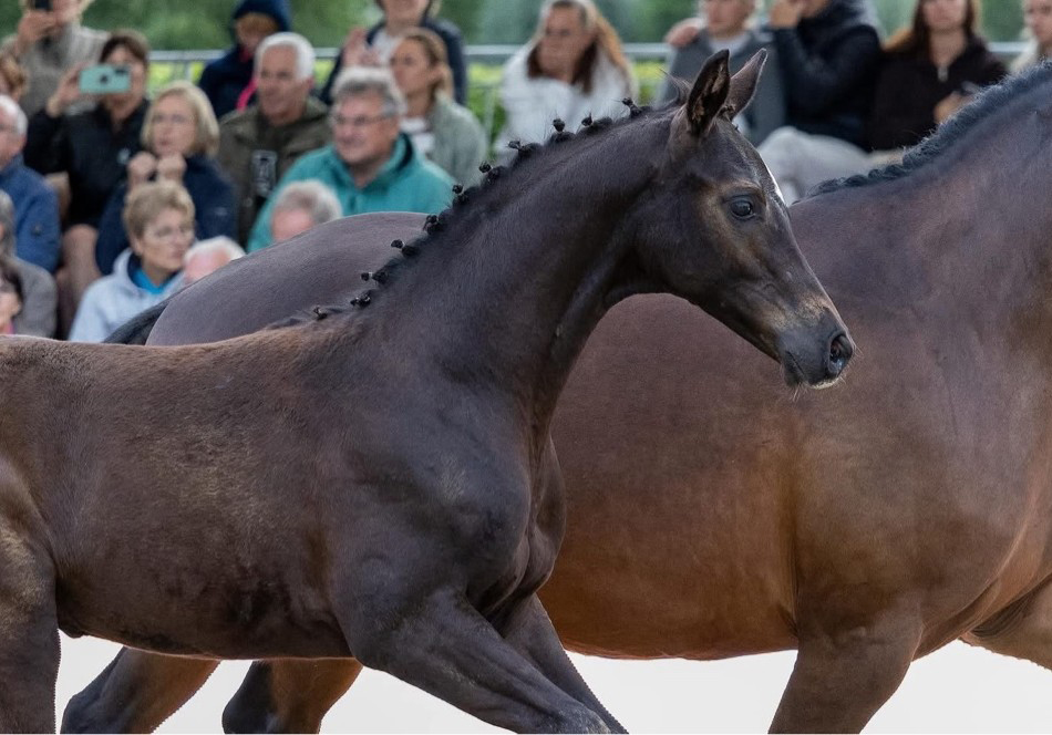 Gysell v. Times Square u.d. Pr.u.St.Pr.St. Gabbana v. High Motion - Trakehner Gest�t H�melschenburg - Foto Jutta Bauernschmitt