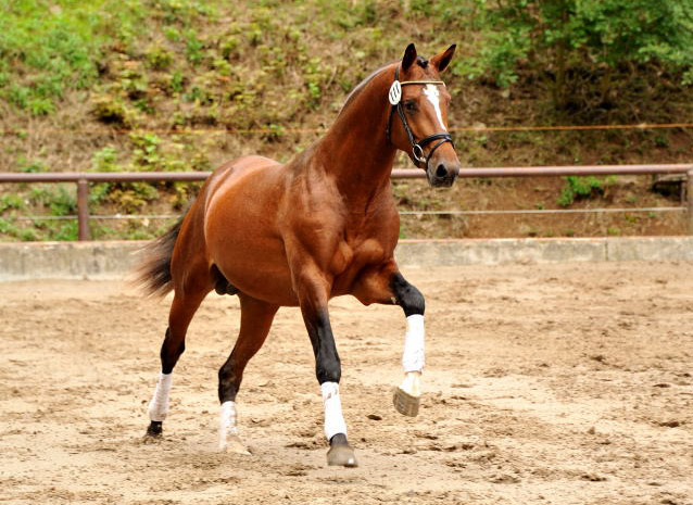 im August 2013 - Trakehner Gestt Hmelschenburg