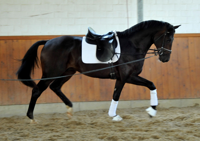 Oldenburger Hengst von Symont x Kostolany - Trakehner Gestt Hmelschenburg - Foto: Beate Langels