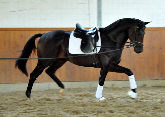 Oldenburger Hengst von Symont x Kostolany - Trakehner Gestt Hmelschenburg - Foto: Beate Langels