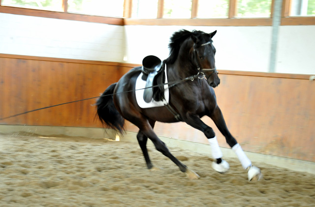 Oldenburger Hengst von Symont x Kostolany - Trakehner Gestt Hmelschenburg - Foto: Beate Langels