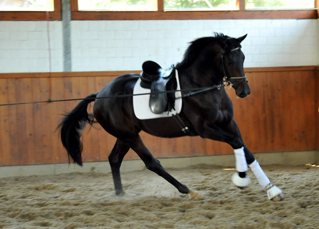 Oldenburger Hengst von Symont x Kostolany - Trakehner Gestt Hmelschenburg - Foto: Beate Langels