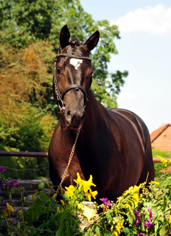 Zweijhriger Hengst von Saint Cyr u.d. Greta Garbo - 17. August 2016  - Foto: Beate Langels -
Trakehner Gestt Hmelschenburg