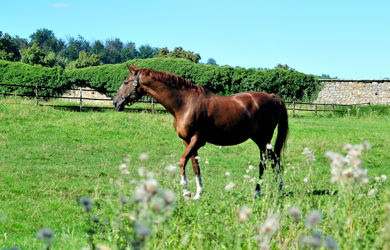  - Foto: Beate Langels - Trakehner Gestt Hmelschenburg